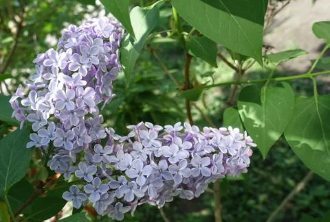 Lilac 스톡 사진