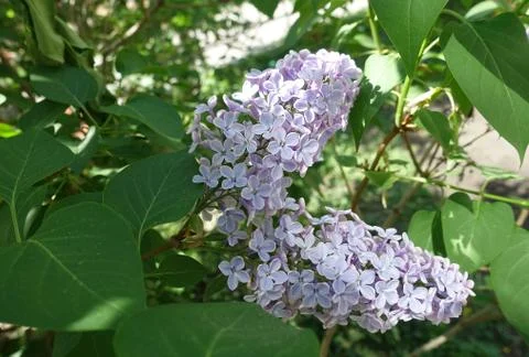 Lilac 스톡 사진