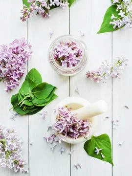 Lilac Stock Photos