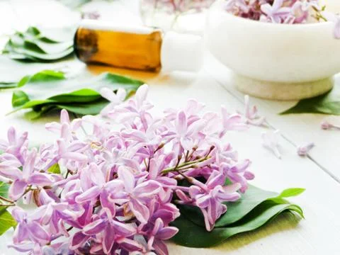 Lilac Stock Photos