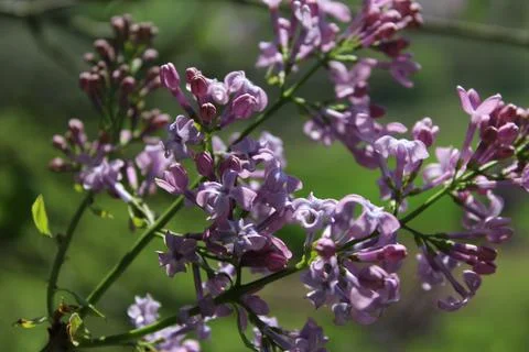 Lilac Stock-Fotos