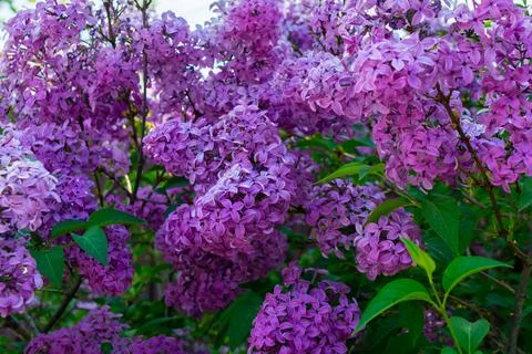 Lilac Stock Photos
