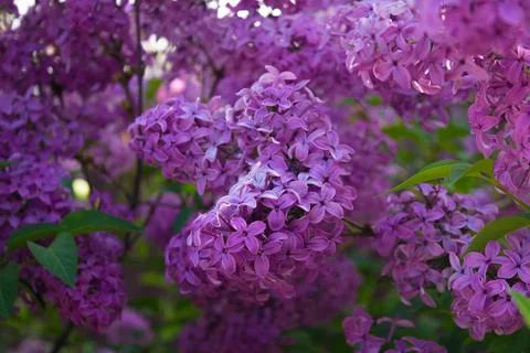 Lilac Stock Photos