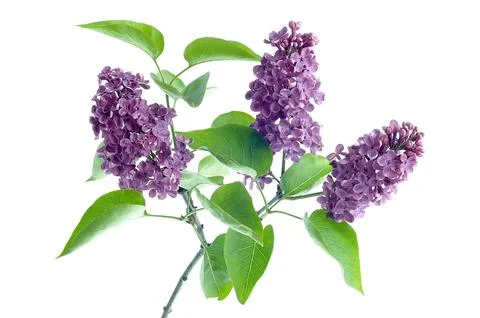 Lilac 写真素材