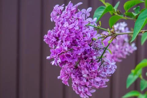 Lilac Stock Photos