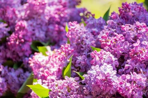 Lilac plant in spring Stock Photos