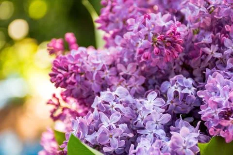 Lilac plant in spring Stock Photos