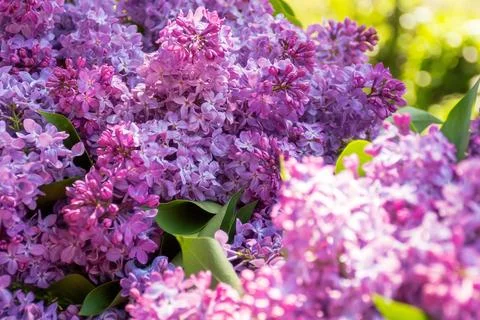 Lilac plant in spring Stock Photos