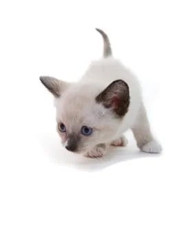 Lilac point siamese kitten Stock Photos