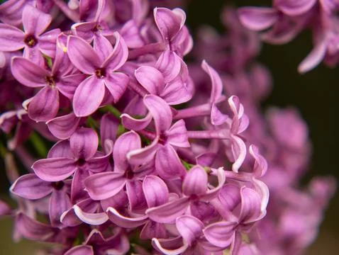 Lilac purple bloom macro spring dark background nature Stock-Fotos