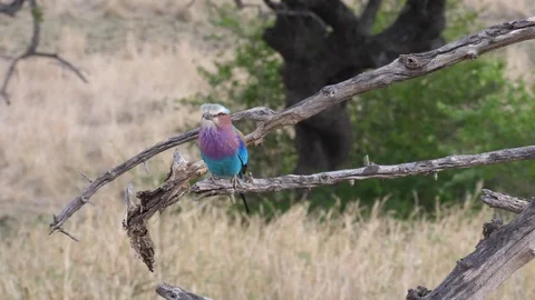 Lilac roller bird Stock Footage 125415875