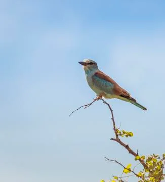 Lilac roller Stock Photos
