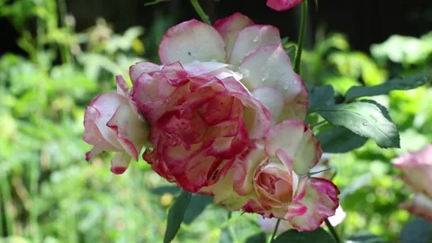 Lilac rose in garden setting Stock Footage 173040027