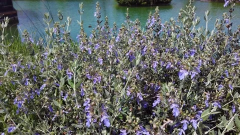 Lilac sage flowers on background of artificial decorative pond. Vidéo 130864085