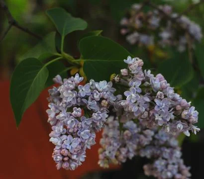 Lilac shadow blossom Stock Photos