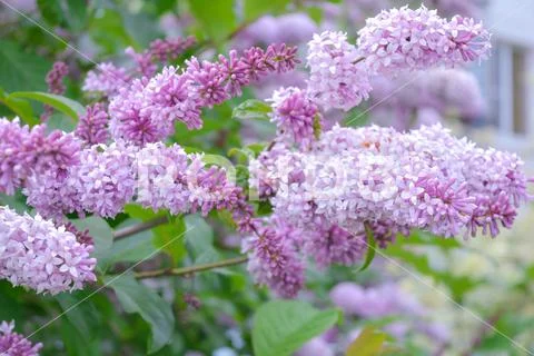 Lilac shrub flower blooming in spring garden. Common lilac Syringa vulgaris b Stock Photos