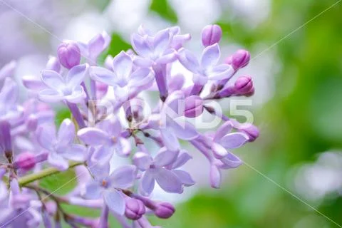 Lilac shrub flower blooming in spring garden. Common lilac Syringa vulgaris b Stock Photos