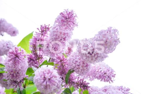 Lilac shrub flower blooming in spring garden. Common lilac Syringa vulgaris b Stock Photos