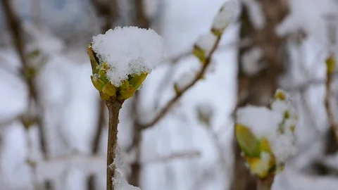 Lilac in the snow Stock Footage 128798144