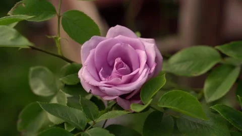 Lilac soft pink rose in a breeze, static footage, slow motion, garden flower Stock Footage 196489246