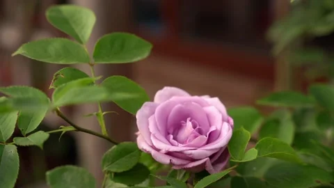 Lilac soft pink rose in a breeze, static footage, summer garden flower bush Stock Footage 196489258