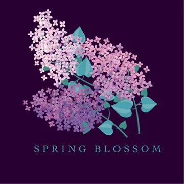 Lilac spring blossom vector illustration. Floral branch of violet blooming fo Illustrazione stock