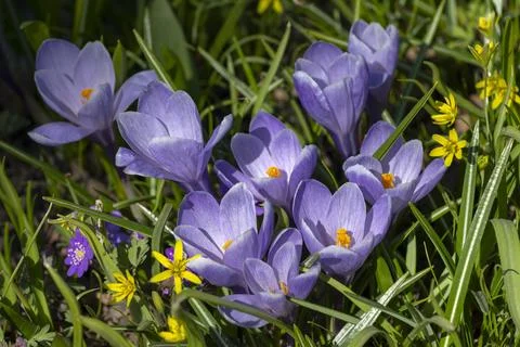Lilac spring crocuses in the grass 스톡 사진