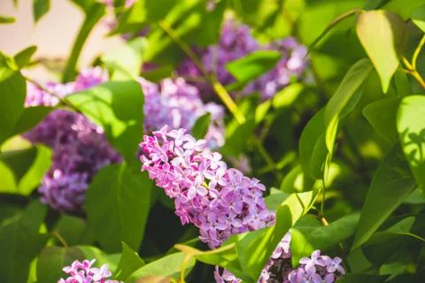 Lilac Spring Flowers Stock Photos