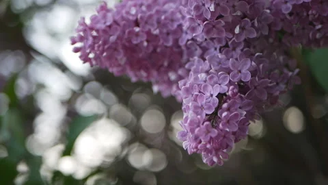 Lilac in a spring park. Stock Footage 90261001
