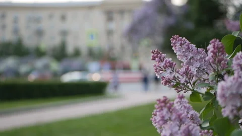 Lilac in a spring park. Stock Footage 90261125