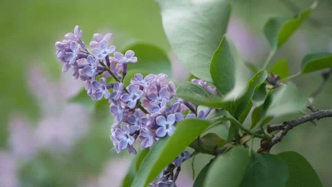 Lilac in a spring park. Stock Footage 90261130