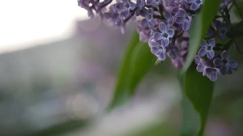 Lilac in a spring park. Stock-Footage 90261489