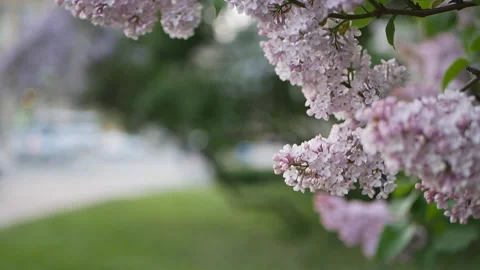 Lilac in a spring park. Video stock 90261490