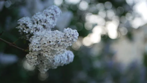Lilac in a spring park. Video stock 90442537