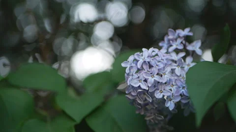 Lilac in a spring park. Stockbeeldmateriaal 90442905