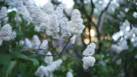 Lilac in a spring park. Stock Footage 90445838