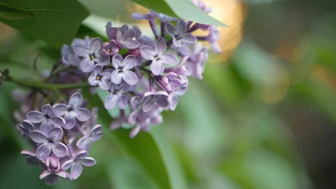 Lilac in a spring park. Video stock 90447019
