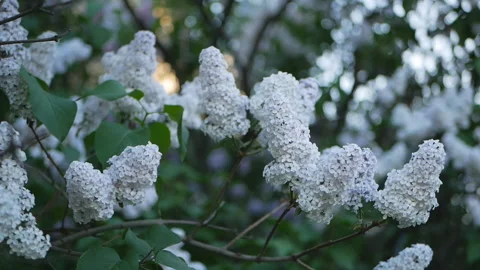 Lilac in a spring park. Stock Footage 90447084