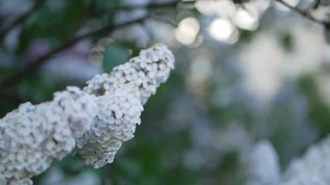 Lilac in a spring park. Video stock 90480641