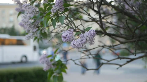 Lilac in a spring park. Stockbeeldmateriaal 90481039