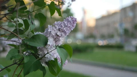 Lilac in a spring park. Stock Footage 90482686