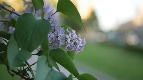 Lilac in a spring park. Video stock 90484104