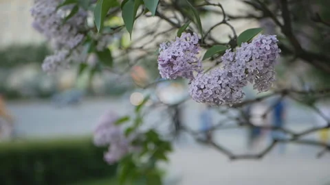 Lilac in a spring park. Stock-Footage 90484712