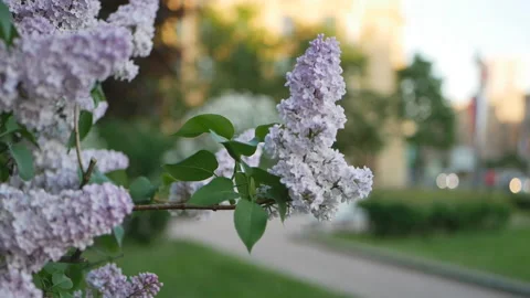 Lilac in a spring park. Video stock 90484989
