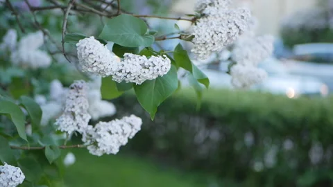 Lilac in a spring park. Stock Footage 90485046