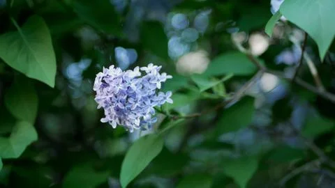 Lilac in a spring park. Stock Photos