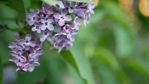 Lilac in a spring park. Stock Photos