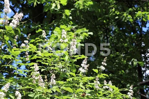 Lilac at spring Stock Photos