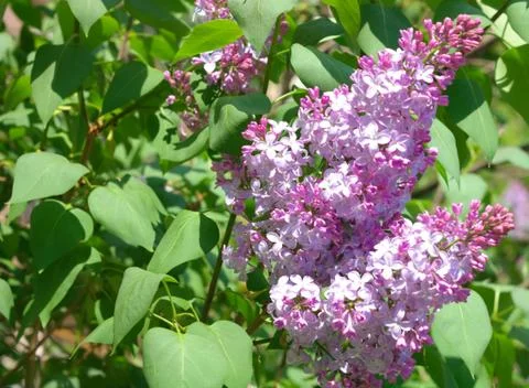 Lilac at Spring Foto stock