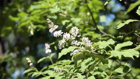 Lilac at Spring Stock Photos